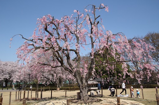 八重の紅枝垂れ桜1