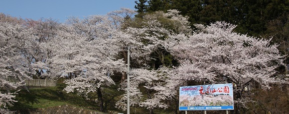 桜の名所１００選の「烏帽子山公園」の桜