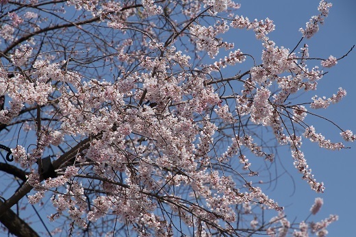 久保桜の小振りの花