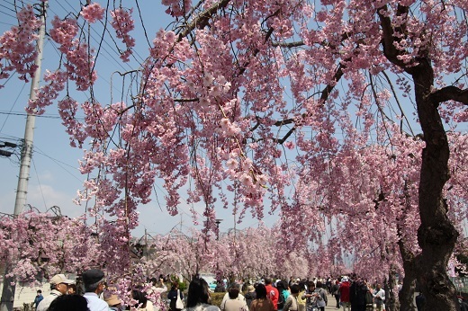 喜多方の日中線記念の枝垂れ桜散歩道1