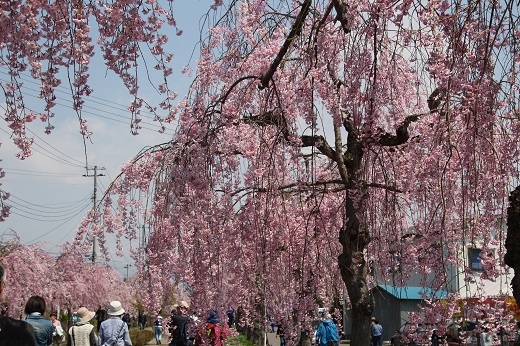 喜多方の日中線記念の枝垂れ桜散歩道2