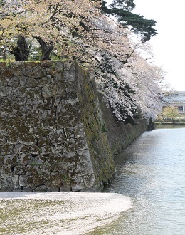 鶴ヶ城のお堀のハナイカダ1