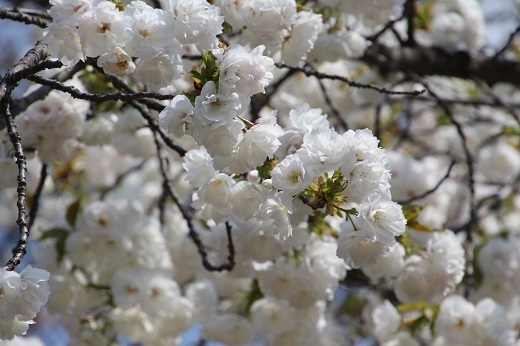 麟閣の真っ白な八重桜