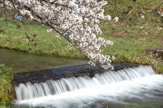 観音寺川の流れと桜2