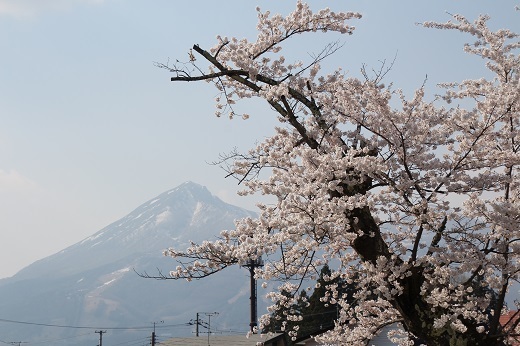 観音寺川の桜と磐梯山
