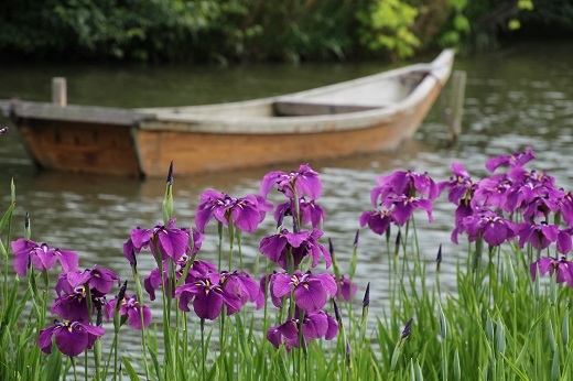 昼間の花菖蒲と小舟