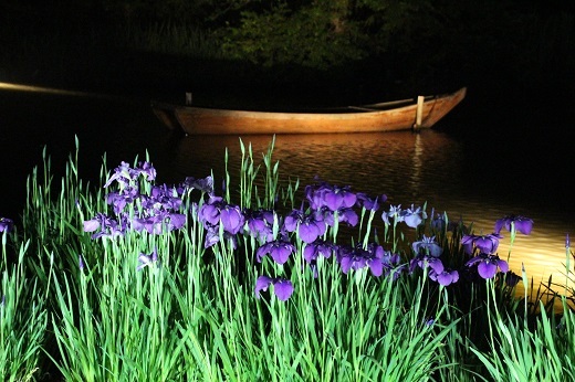 夜の花菖蒲と小舟