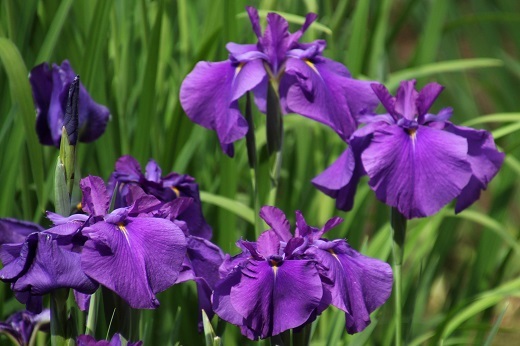 明治神宮御苑の花菖蒲　紫１