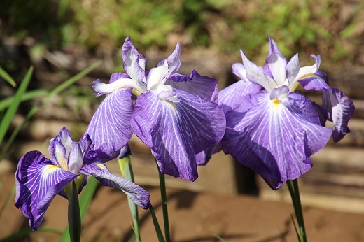 明治神宮御苑の花菖蒲　紫３
