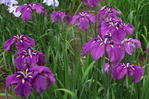 明治神宮御苑の花菖蒲　赤紫１