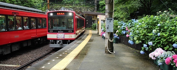塔ノ沢駅での箱根登山電車とアジサイ