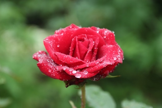 雨の雫が光る真っ赤なバラ