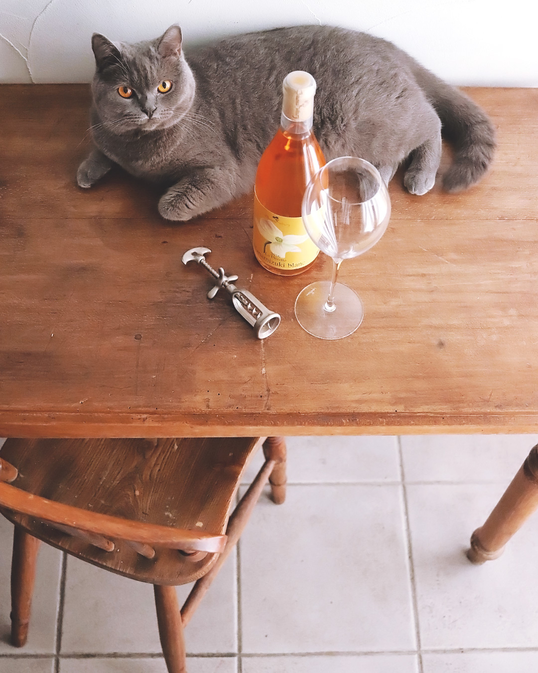 Cat & Wine