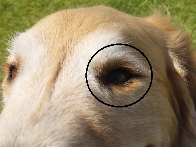 犬のマイボーム腺腫 013