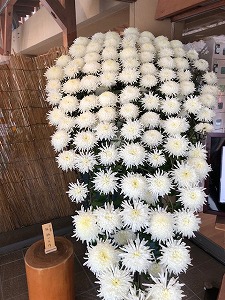 菊の花（H30,11)