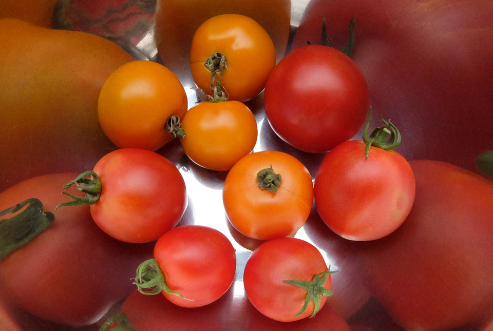5177 トマト収穫 960×645