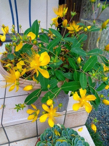 DSC01573黄色花