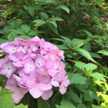 栃木県那須町 コピスガーデン coppicegarden ブログ 紫陽花