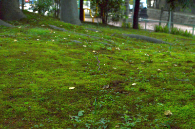 DSC_0166ネジバナの咲く苔むす公園_400