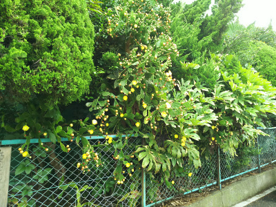 DSC_2979_新木場交差点の黄色いうちわサボテンの花_400