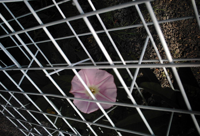 フェンス網の中に咲く昼顔