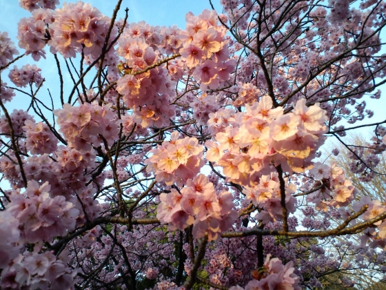 今年の桜・さくら・サクラ…