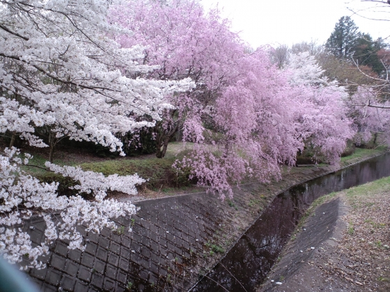 今年の桜・さくら・サクラ…