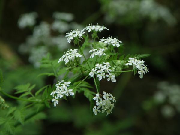 吉野で見た白い花
