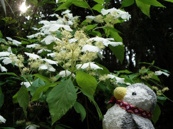 ノリウツギに似た白い花咲いてる