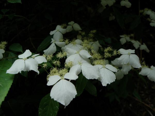 ノリウツギに似た白い花