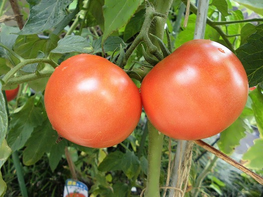 トマト５