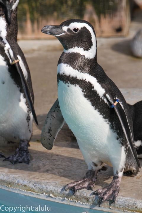姫路市立動物園　マゼランペンギン　画像