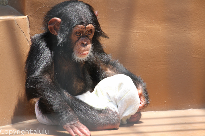チンパンジー　赤ちゃん