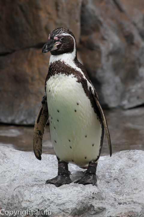 フンボルトペンギン　動物写真